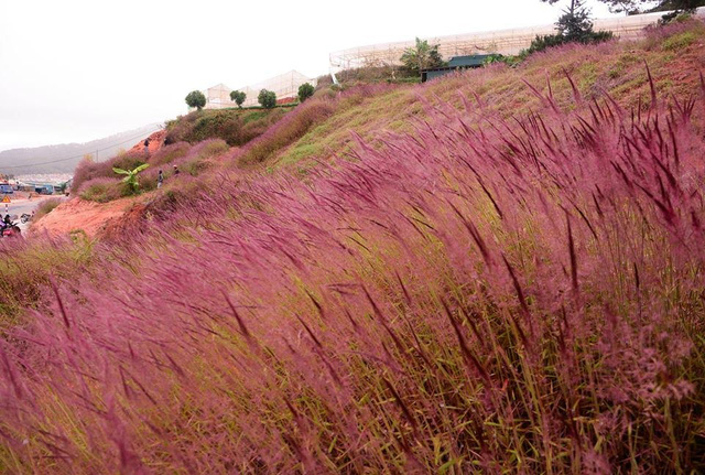 Đồi cỏ hồng Đà Lạt mang lại vẻ đẹp mộc mạc nhưng đầy cuốn hút.