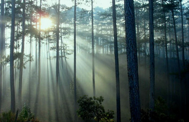 Nắng sớm ở vườn quốc gia Bidoup – Núi Bà
