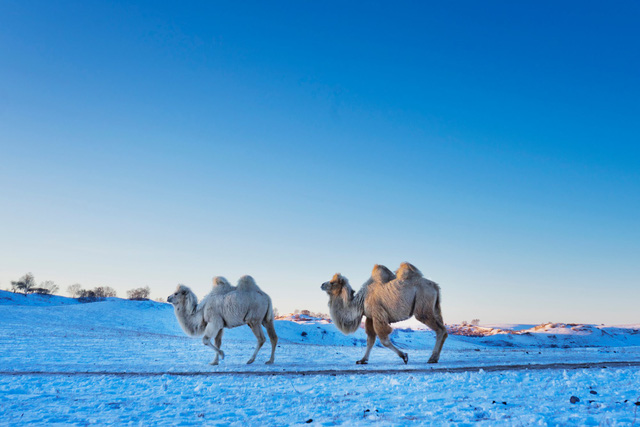 Đàn lạc đà đi qua băng tuyết